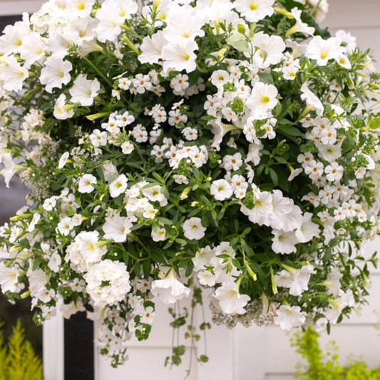 14" Simply White Moss Hanging Basket - Magnolia Acre Co.