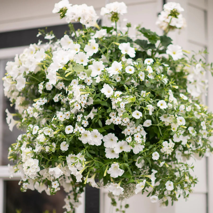 14" Simply White Moss Hanging Basket - Magnolia Acre Co.