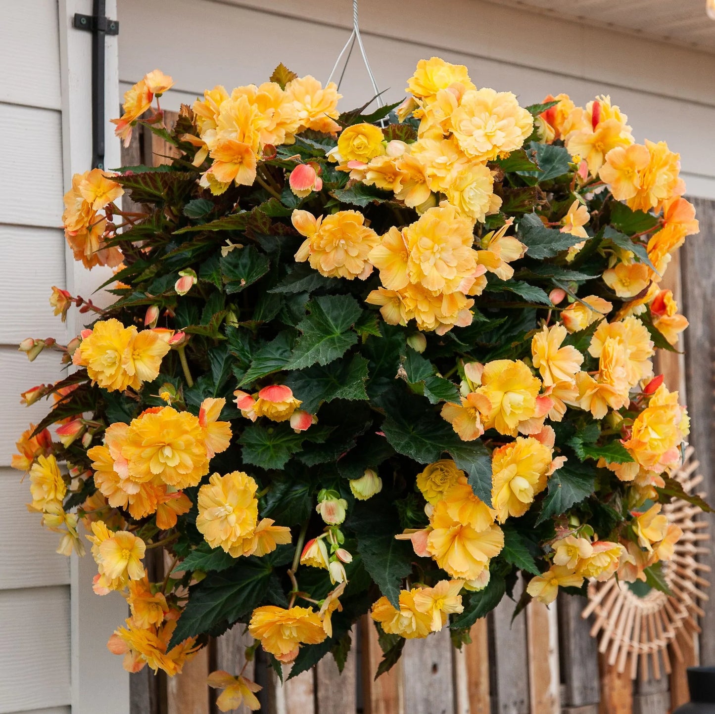 14" Begonia Moss Hanging Basket - Magnolia Acre Co.